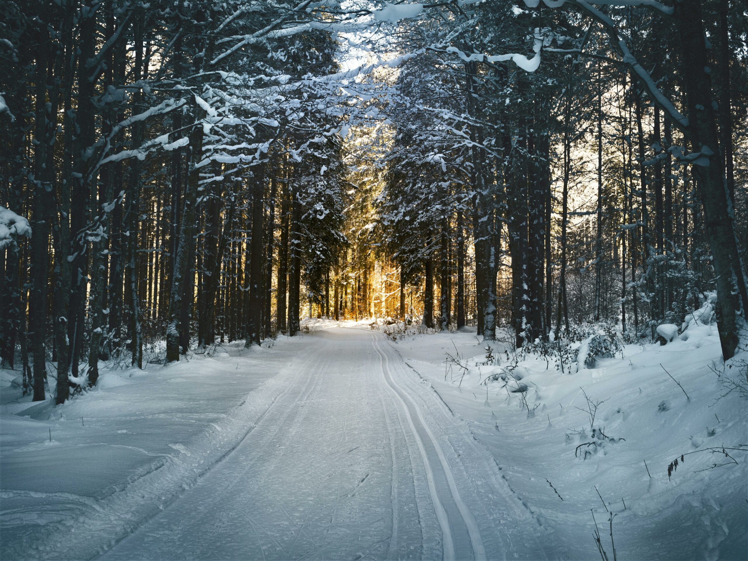 foret-neige